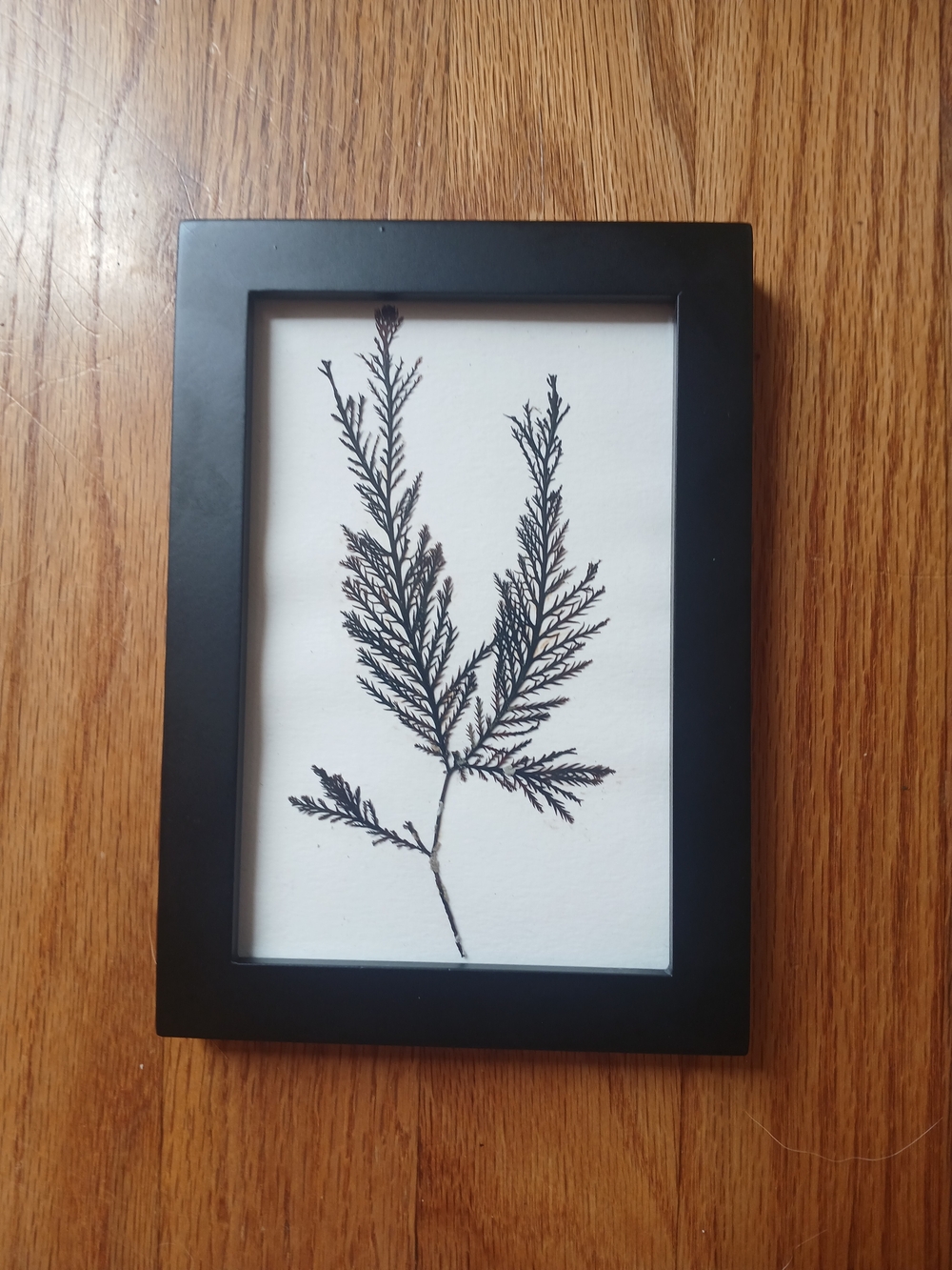 Black Framed Pressed Seaweed - Black & White